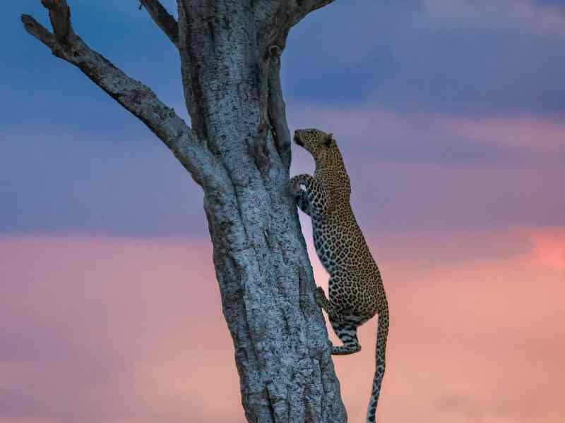Lake Nakuru Day Trip Tours – Big 5 Game Drive
